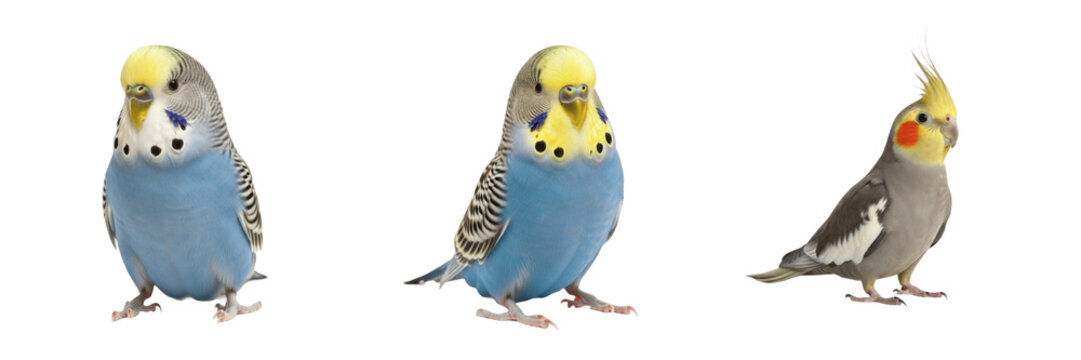 Zebra Finch Taeniopygia guttata standing with subtle body tilt, diamant mandarin, Zebrafink, Australian songbird, pet finch behavior, small bird posture, curious avian photography.