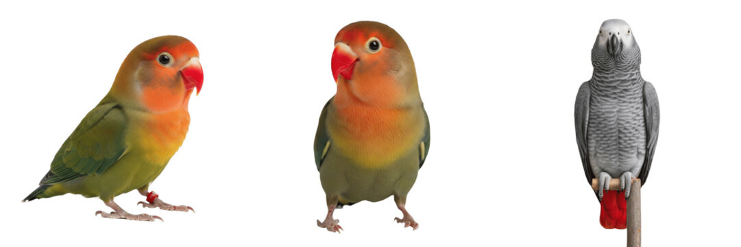 Budgerigar Melopsittacus undulatus standing with slight feather ruffle, perruche ondul&eacute;e, Wellensittich, cute blue parakeet, relaxed pet bird, colorful Australian parrot posture.