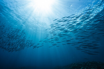 Obraz premium Underwater view of streamlined barracuda shoal