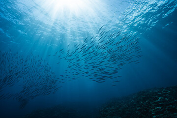 Obraz premium Barracuda school cruising through bright ocean surface