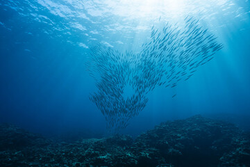 Fototapeta premium Barracuda forming fluid, flowing motion underwater