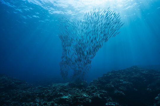 Underwater currents guiding barracuda fish school