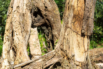 Fototapeta premium Dry wood during the dry season