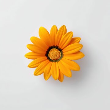 Single vibrant orange gazania flower isolated on white background