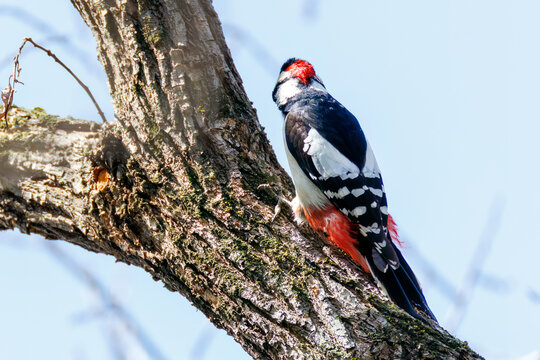 アカゲラ, キツツキ科, （英名学名：Great Spotted Woodpecker, Dendrocopos major） 繁殖期でオスがメスを追いかけて飛び回っている。 秋ヶ瀬公園埼玉県さいたま市 - 2026 
