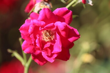 Obraz premium Rose rouge en gros plan avec fond flou – fleur de jardin en pleine floraison
