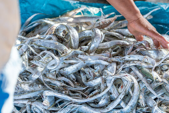 Fresh ribbonfish catch at traditional market seafood pile