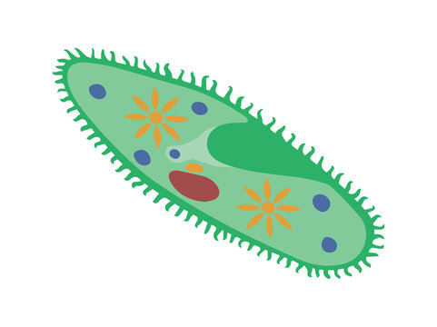 Paramecium Protozoa Clip Art Illustration