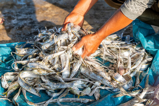 Fisherman sorting freshly caught ribbonfish (hairtail fish) on a tarp under warm sunlight, showing hands-on seafood handling, traditional fishing practices, and coastal livelihood.
