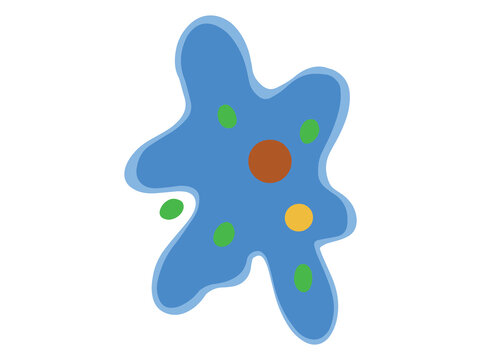 Hand Drawn Amoeba Protozoa Illustration