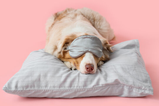 Cute Australian Shepherd dog with sleep mask and pillow lying on pink background
