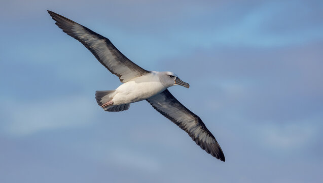 Albatross soaring with wide telephoto 100-400mm lens f6.3 graceful ocean flight wildlife scene