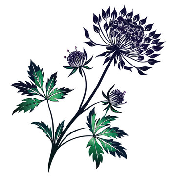 black and white astrantia buckland flower