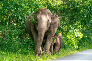 Fototapeta premium Its body is gray, its snout is called the trunk. The trunk of the Asian elephant has only one beak. Nakhon Ratchasima, Thailand.