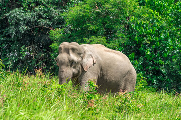 Obraz premium Its body is gray, its snout is called the trunk. The trunk of the Asian elephant has only one beak. Nakhon Ratchasima, Thailand.