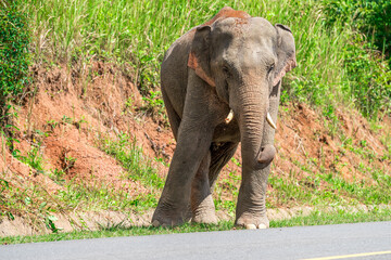 Fototapeta premium Its body is gray, its snout is called the trunk. The trunk of the Asian elephant has only one beak. Nakhon Ratchasima, Thailand.