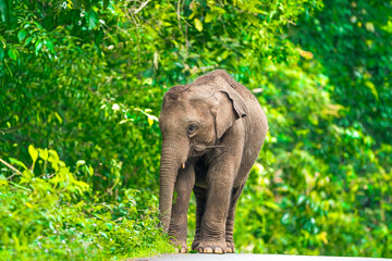 Fototapeta premium Its body is gray, its snout is called the trunk. The trunk of the Asian elephant has only one beak. Nakhon Ratchasima, Thailand.