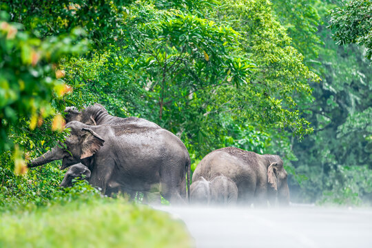 Its body is gray, its snout is called the trunk. The trunk of the Asian elephant has only one beak. Nakhon Ratchasima, Thailand.