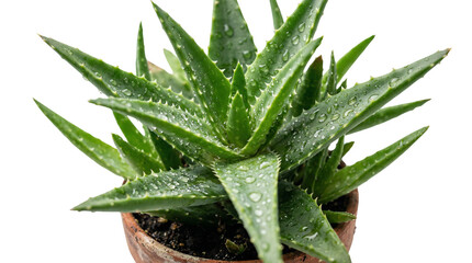 Fototapeta premium Isolated green aloe vera plant in a white pot features medicinal herbal leaves with a macro texture reminiscent of a succulent cactus or natural herb