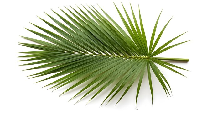 Single green palm frond with long thin leaves on white background green leaves long leaves