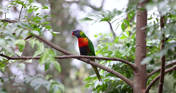 A beautifully vibrant, multi-coloured Rainbow Lorikeet (Trichoglossus moluccanus) resting on a tree branch surrounded by lush green foliage. Filmed in slow motion.