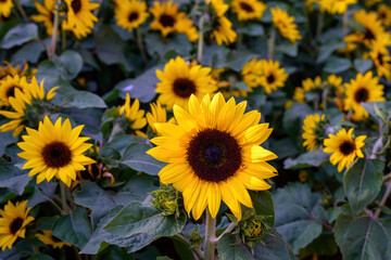 Fototapeta premium Bright yellow sunflowers are blooming in the field