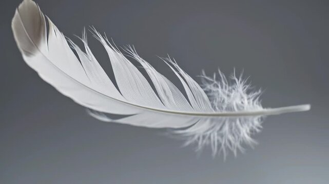 A single white feather on gray background.