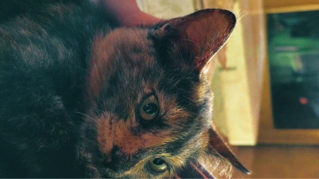 Close-up Portrait of a Beautiful Tortoiseshell Cat Looking at Camera

