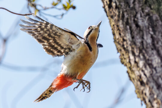 アカゲラ, キツツキ科,
繁殖期でオスがメスを追いかけて飛び回っている。
秋ヶ瀬公園埼玉県さいたま市 - 2026
（英名学名：Great Spotted Woodpecker, Dendrocopos major）