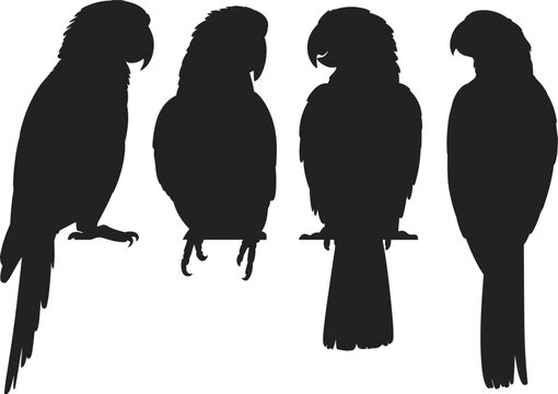 Parrot, silhouettes, set, macaw, tropical, bird, black, isolated, vector, illustration, exotic, wildlife, perched, collection, animal, clipart, design, icons, nature, feathers