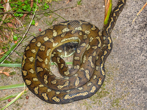 Carpet Python (Morelia spilota) in Australia