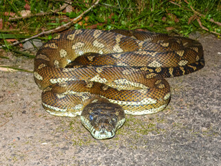 Naklejka premium Carpet Python (Morelia spilota) in Australia