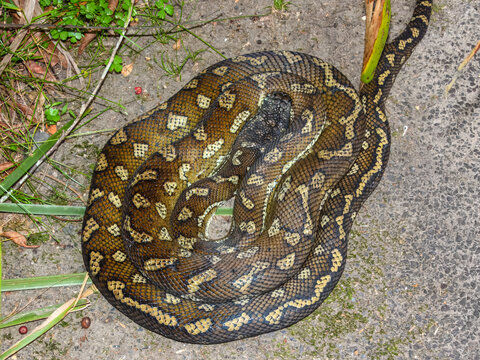 Carpet Python (Morelia spilota) in Australia