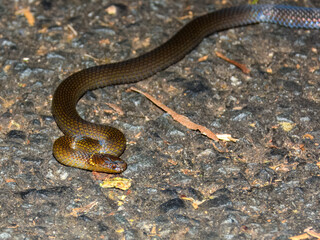 Obraz premium Dwarf Crowned Snake (Cacophis krefftii) in Australia