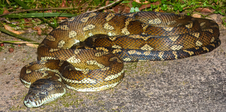 Carpet Python (Morelia spilota) in Australia
