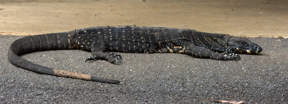 Lace Monitor (Varanus varius) in Australia