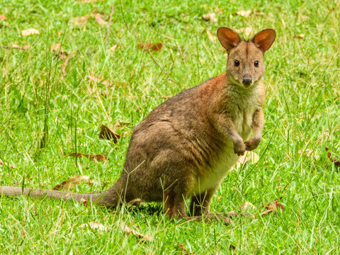 Red-Necked Pademelon (Thylogale thetis) in Australia
