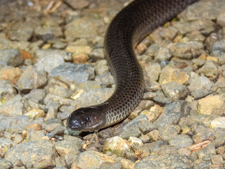 Obraz premium Small-eyed Snake (Cryptophis nigrescens) in Australia