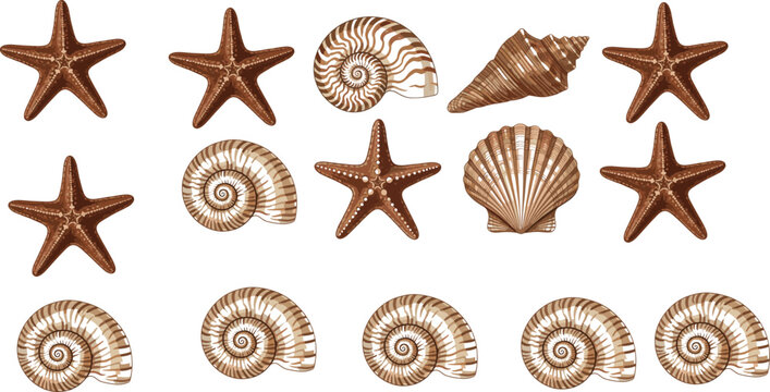 Starfish and seashell collection set with spiral shells conch and scallop marine beach elements vector illustration for ocean design