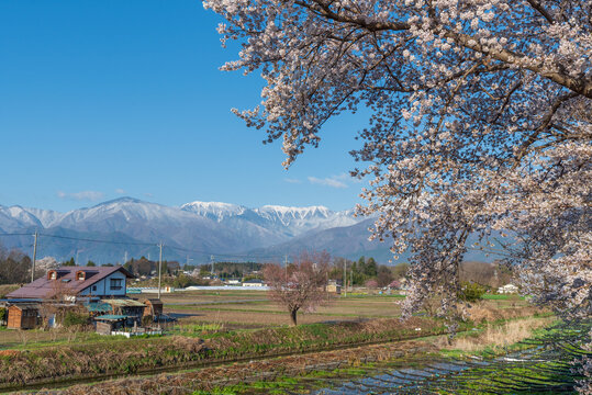 早春賦歌碑公園の満開の桜と残雪の北アルプス
