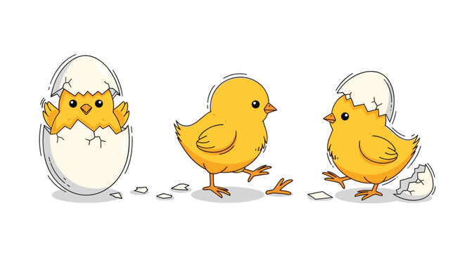 Adorable yellow baby chicks in different stages of hatching from white eggshells isolated on a white background.
