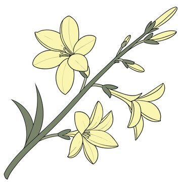 yellow winter jasmine flower on white background