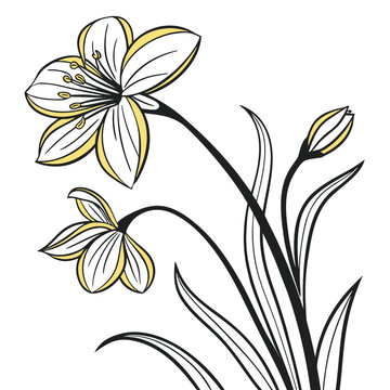 wedelia flower line art on white background