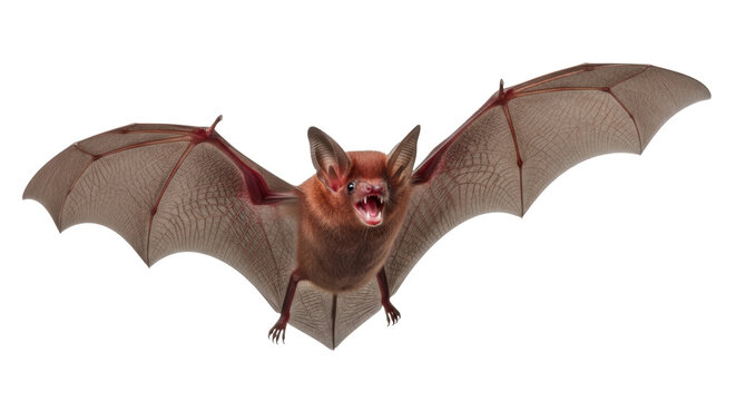 A hyper-detailed, crimson red microbat mid-flight, translucent wings extended, sharp fangs revealed in a fierce snarl, isolated on a bright white studio background. Dramatic anatomical portrait