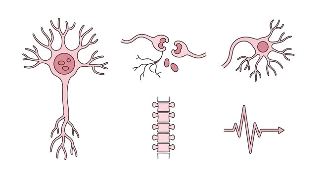 Illustration shows neuron cells and neural connections with electrical signals