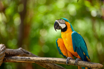 Blue and yellow macaw perched on branch in green forest © joeyarcisz