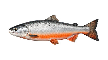 Obraz premium Vibrant fish isolated white background.