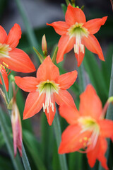 Obraz premium Vibrant Orange Flowers with Green Stamen in Lush Green Setting