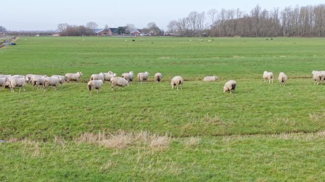 Large Flock Flies Across Countryside. Aerial View Captures Moving Groups Of Birds Feeding. Vivid Daylight Highlights Energetic Scenes Of Birds And Farm Activity In Rural Landscape