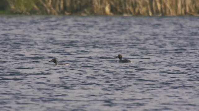 Two great crested grebes swimming together on open water, natural wildlife behaviour in a UK lake environment with ripples and reflections